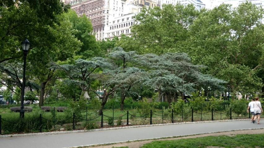 Cedrus atlantica plantplacesimage20170623_155456.jpg