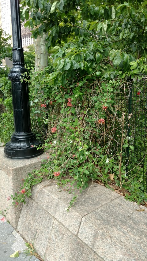 Lonicera sempervirens plantplacesimage20170623_155720.jpg