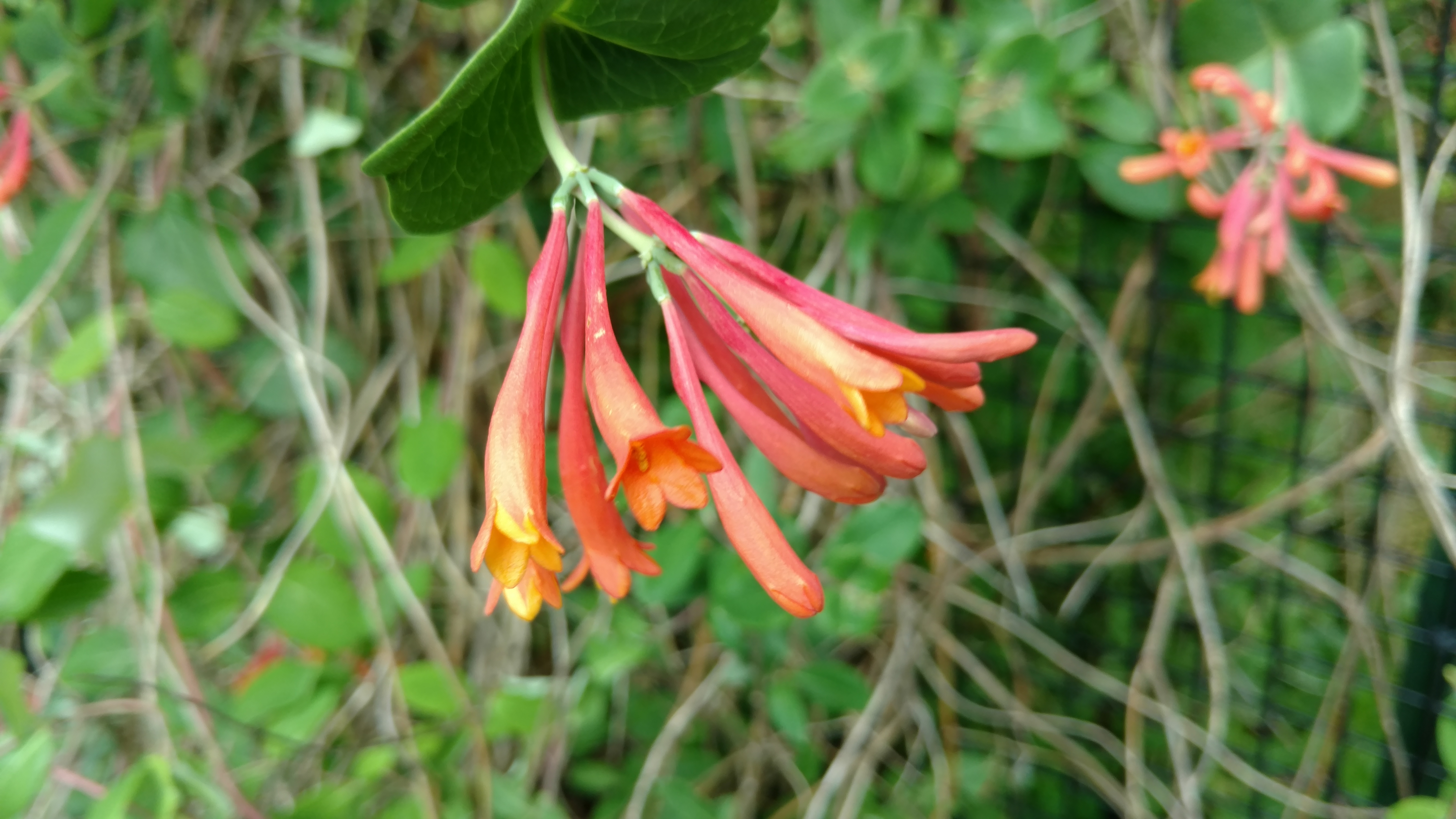 Lonicera sempervirens plantplacesimage20170623_155730.jpg