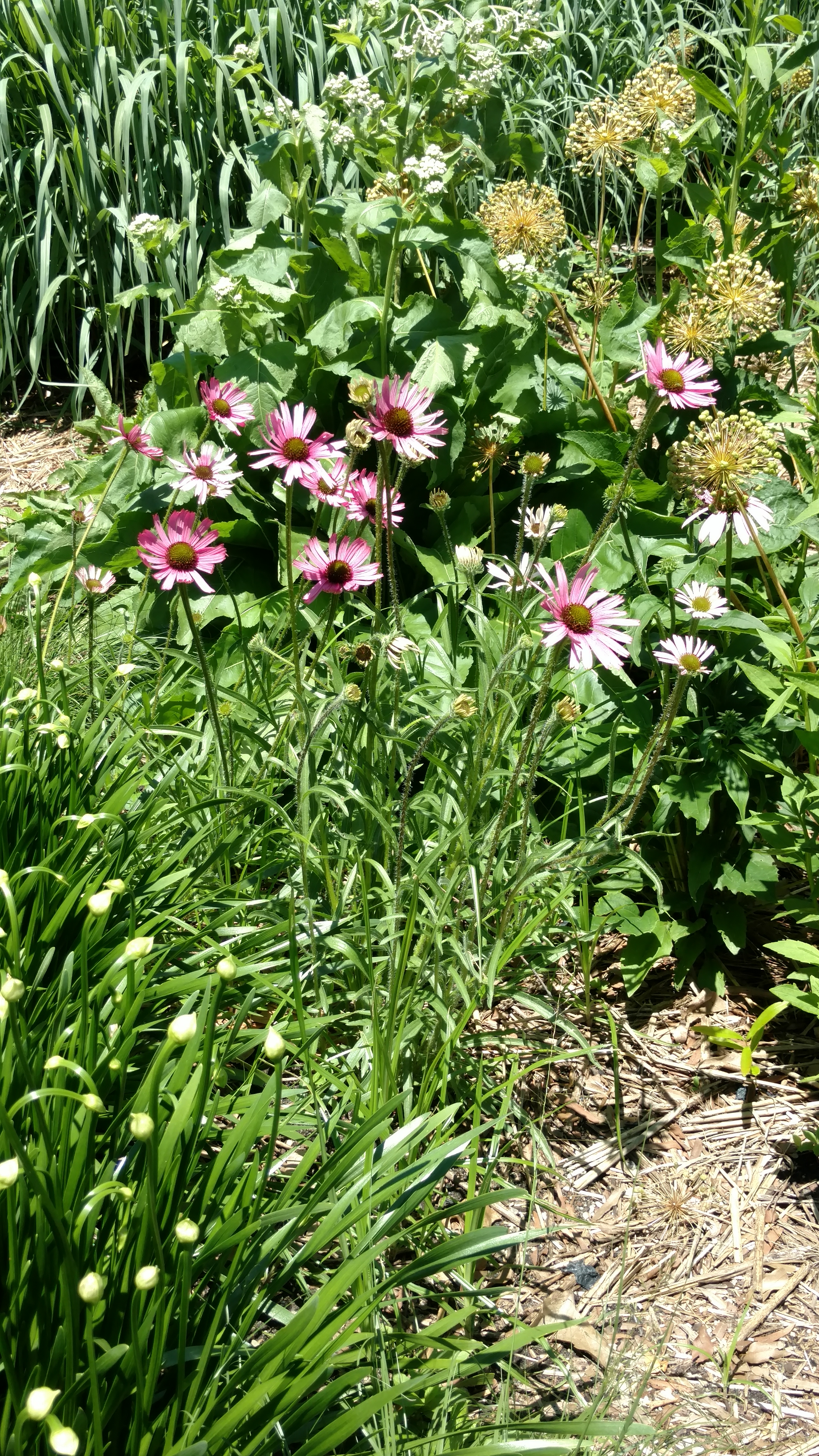 Echinacea purpurea plantplacesimage20170624_125638.jpg