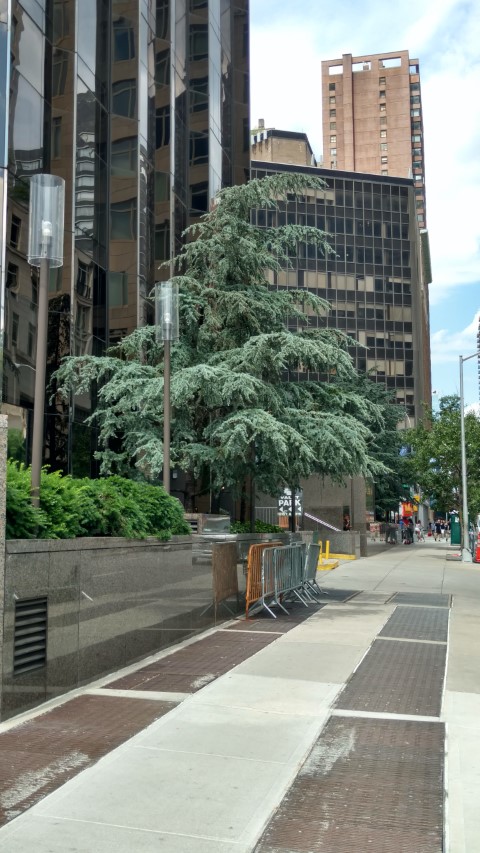 Cedrus atlantica plantplacesimage20170625_112944.jpg