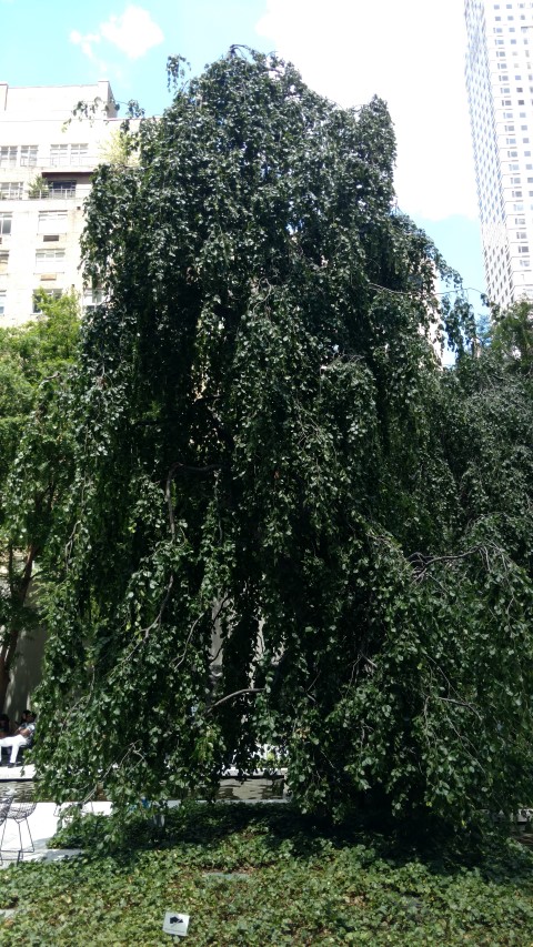 Fagus sylvatica plantplacesimage20170626_134651.jpg