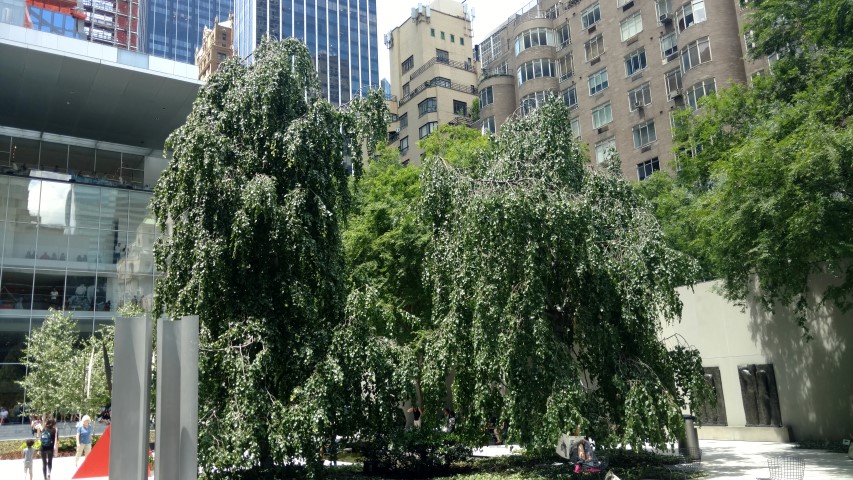 Fagus sylvatica plantplacesimage20170626_134713.jpg