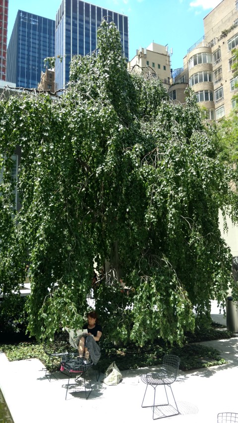 Fagus sylvatica plantplacesimage20170626_134731.jpg