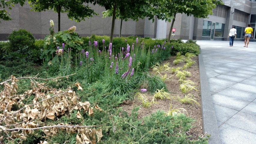 Liatris spicata plantplacesimage20170626_150347.jpg