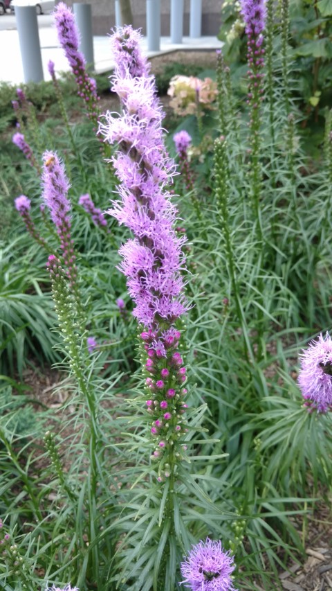 Liatris spicata plantplacesimage20170626_150401.jpg