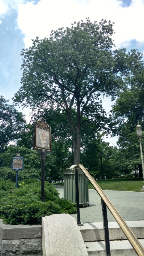 Fraxinus americana plantplacesimage20170710_133123.jpg