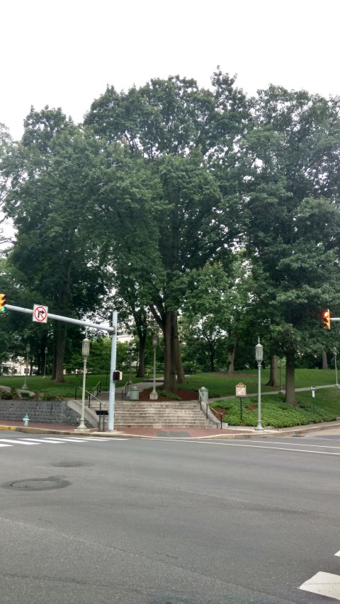 Quercus macrocarpa plantplacesimage20170710_181159.jpg