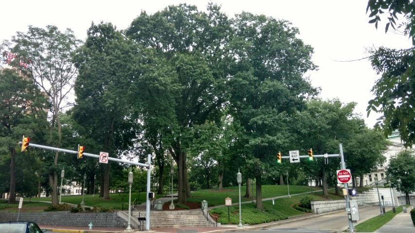 Quercus macrocarpa plantplacesimage20170710_181212.jpg