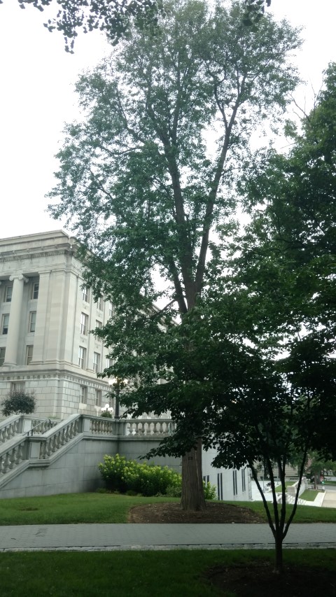 Ginkgo biloba plantplacesimage20170710_181445.jpg