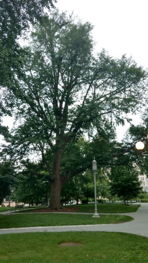 Ginkgo biloba plantplacesimage20170710_181535.jpg