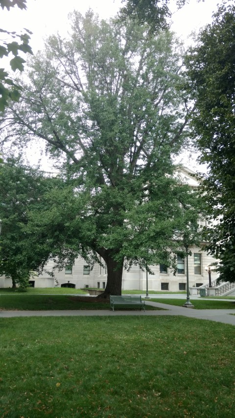 Ginkgo biloba plantplacesimage20170710_181712.jpg