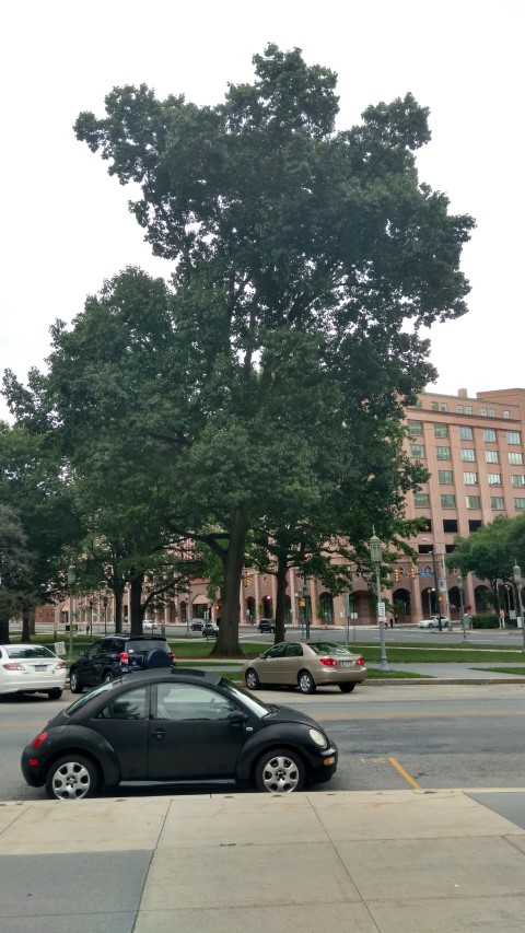 Quercus rubra plantplacesimage20170710_182209.jpg