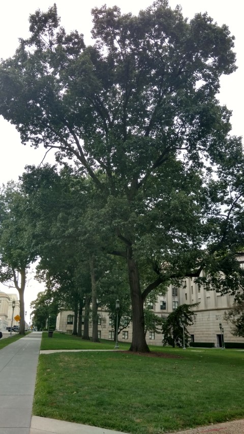 Quercus rubra plantplacesimage20170710_182252.jpg