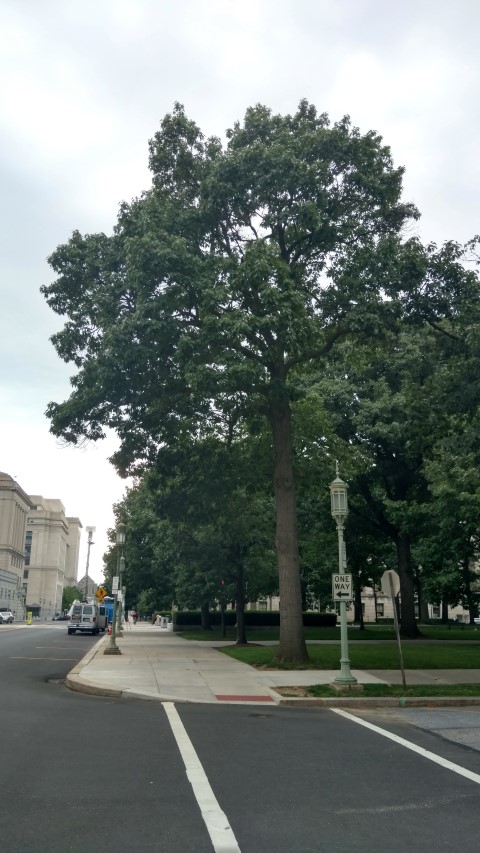 Quercus rubra plantplacesimage20170710_182704.jpg