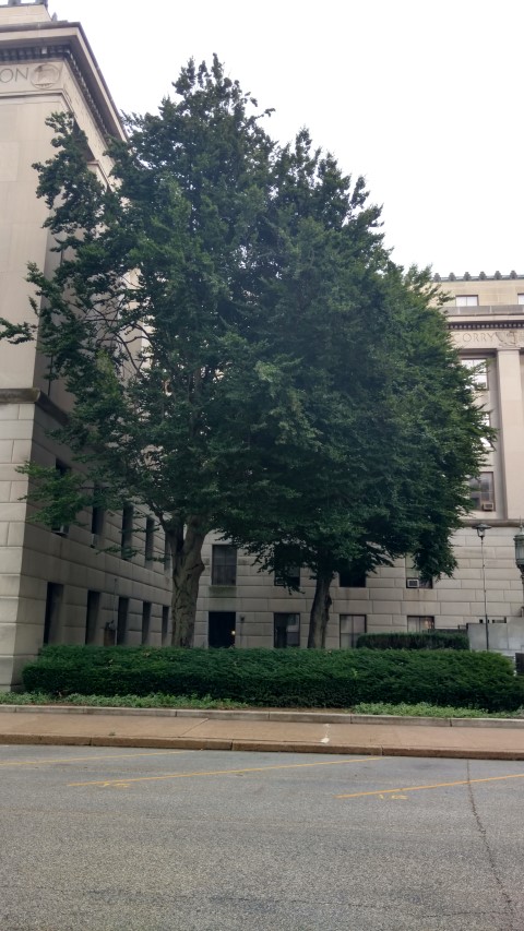 Fagus sylvatica plantplacesimage20170710_183743.jpg