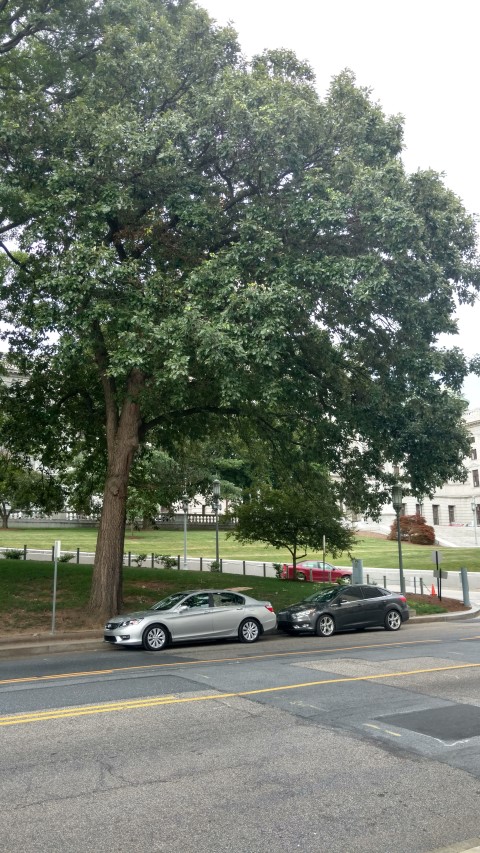 Quercus bicolor plantplacesimage20170710_185009.jpg