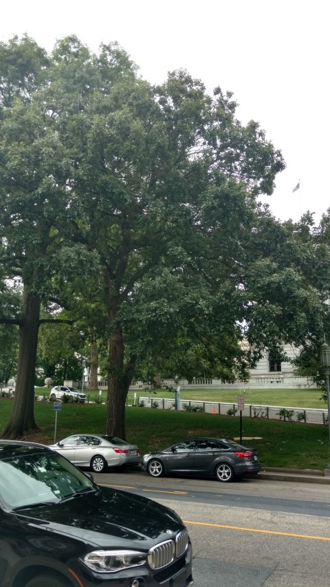 Quercus bicolor plantplacesimage20170710_185034.jpg