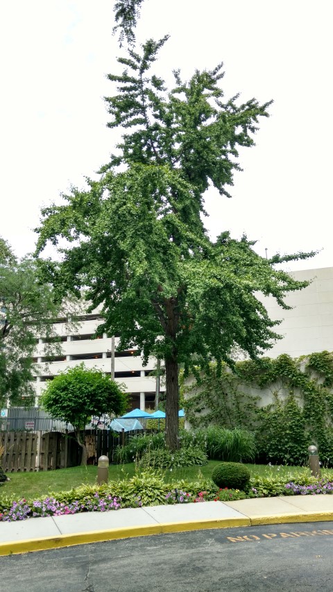 Ginkgo biloba plantplacesimage20170722_123806.jpg