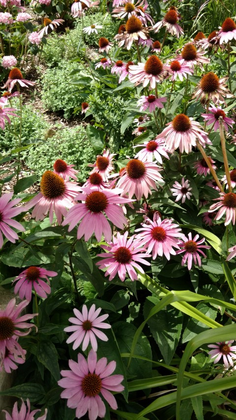 Echinacea purpurea plantplacesimage20170723_132715.jpg