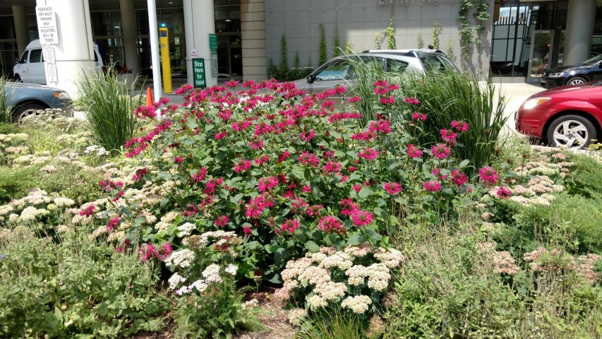 Monarda didyma plantplacesimage20170723_132909.jpg