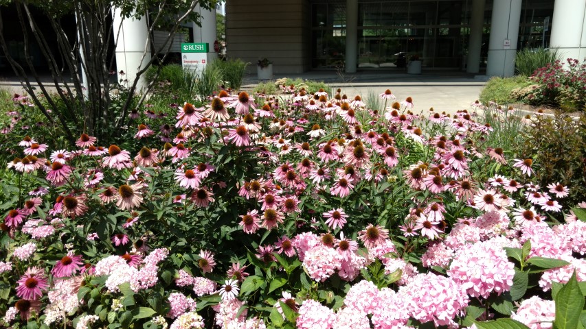 Echinacea purpurea plantplacesimage20170723_133014.jpg