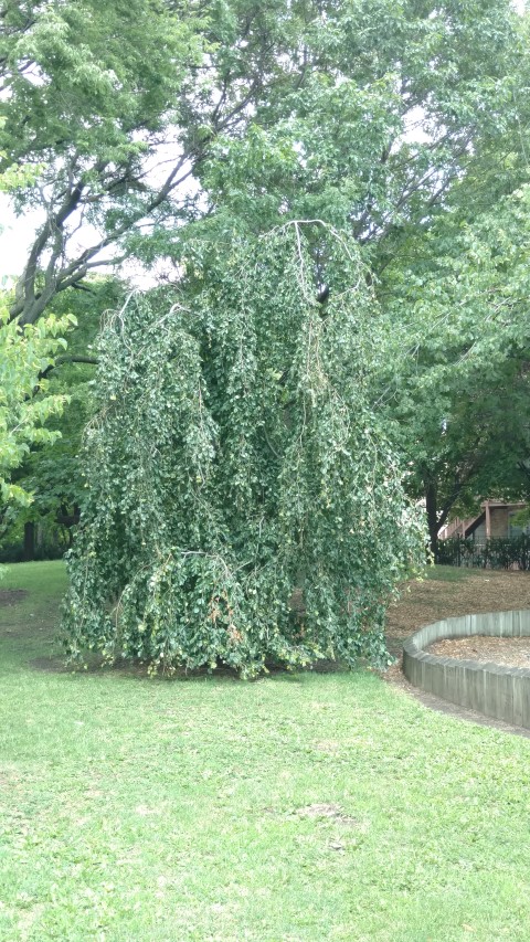 Cercidiphyllum japonicum plantplacesimage20170723_135523.jpg