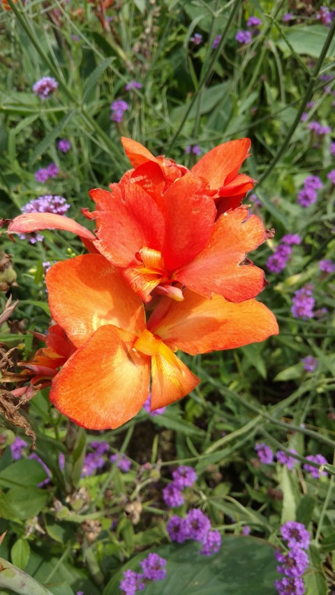 Canna canova plantplacesimage20170812_133907.jpg