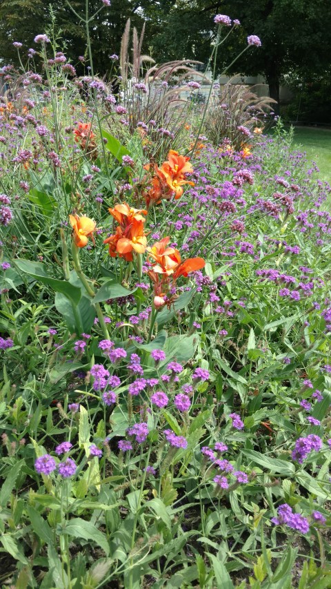 Canna canova plantplacesimage20170812_133926.jpg