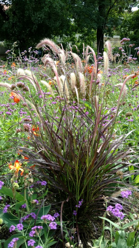 Pennisetum setaceum plantplacesimage20170812_134118.jpg