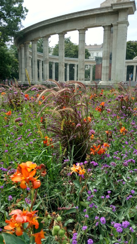 Pennisetum setaceum plantplacesimage20170812_134132.jpg