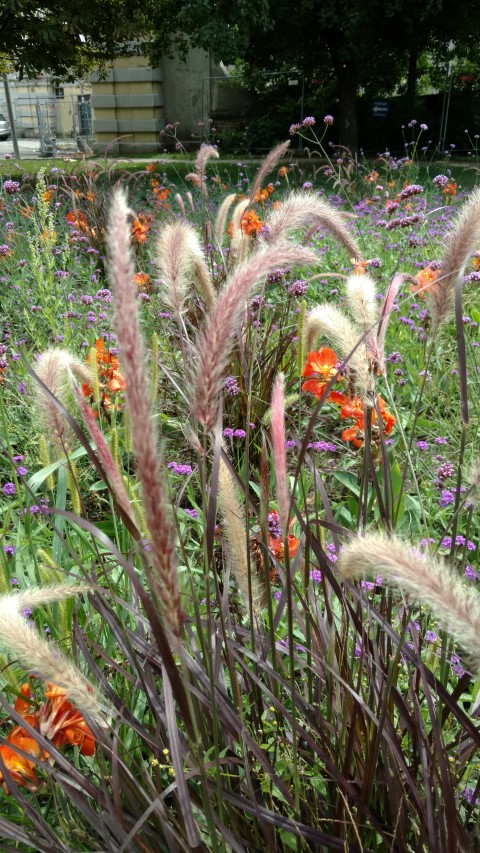 Pennisetum setaceum plantplacesimage20170812_134143.jpg