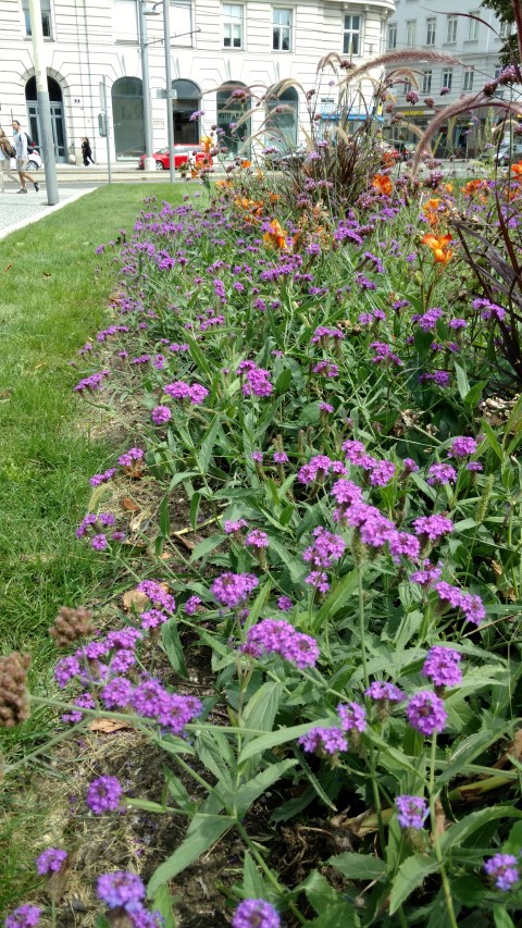 Verbena bonariensis plantplacesimage20170812_134232.jpg