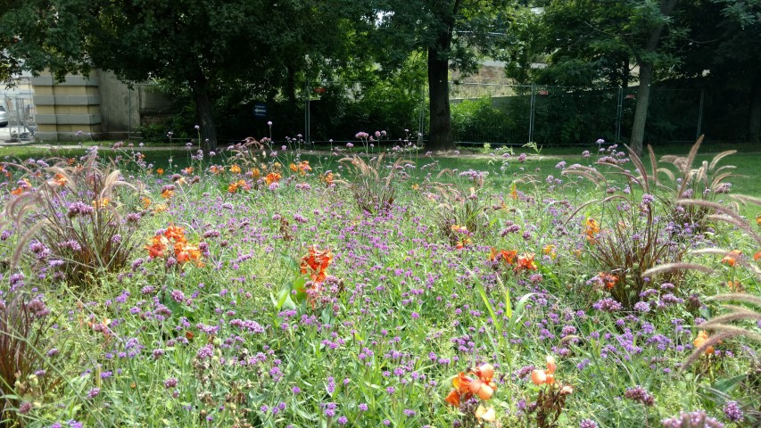 Verbena bonariensis plantplacesimage20170812_134336.jpg