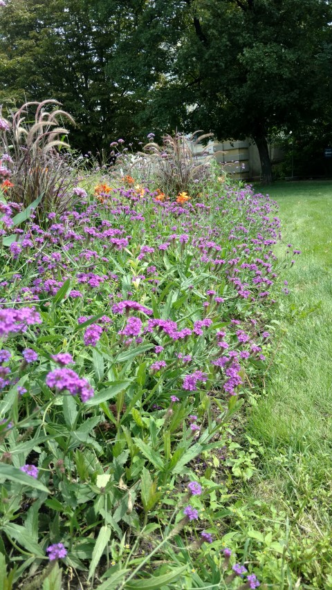 Verbena rigida plantplacesimage20170812_134408.jpg