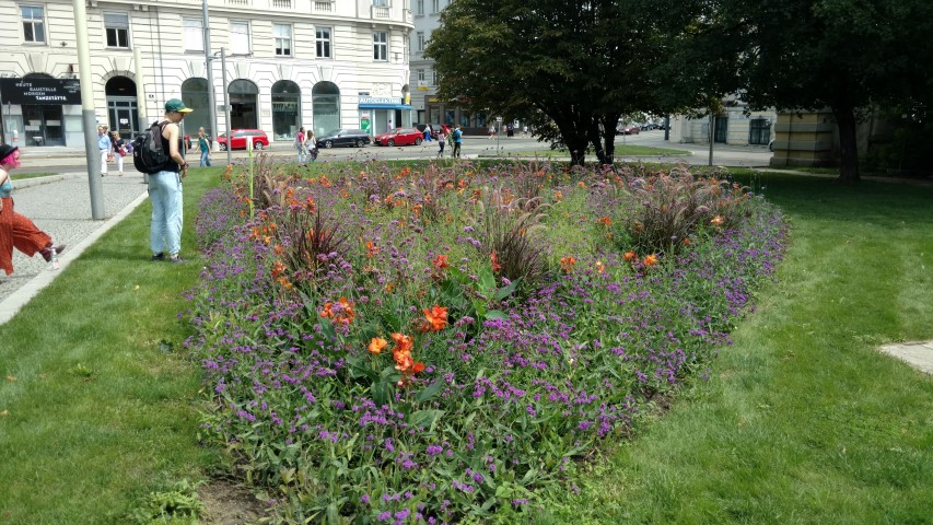 Verbena rigida plantplacesimage20170812_134429.jpg