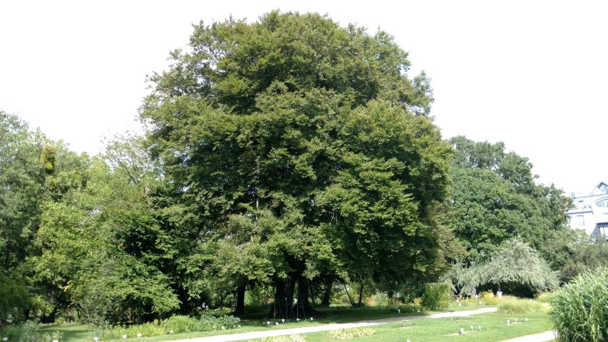 Fagus sylvatica plantplacesimage20170812_152313.jpg