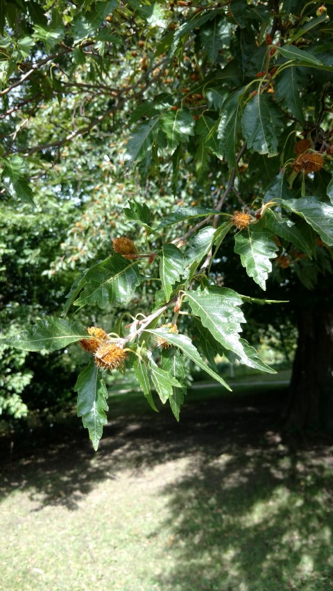 Fagus sylvatica plantplacesimage20170812_152341.jpg