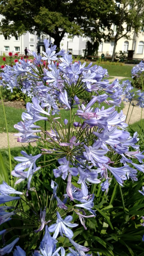 Agapanthus africanus plantplacesimage20170812_153035.jpg