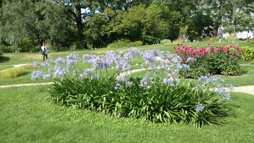 Agapanthus africanus plantplacesimage20170812_153054.jpg