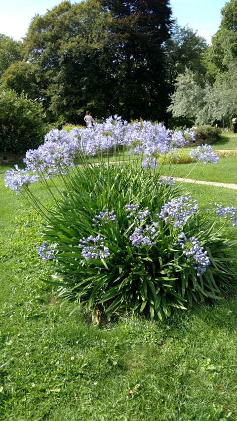 Agapanthus africanus plantplacesimage20170812_153109.jpg