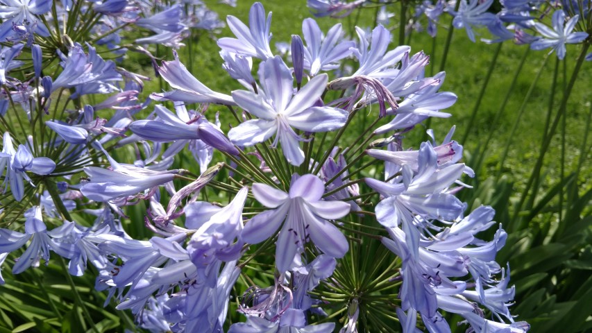 Agapanthus africanus plantplacesimage20170812_153121.jpg