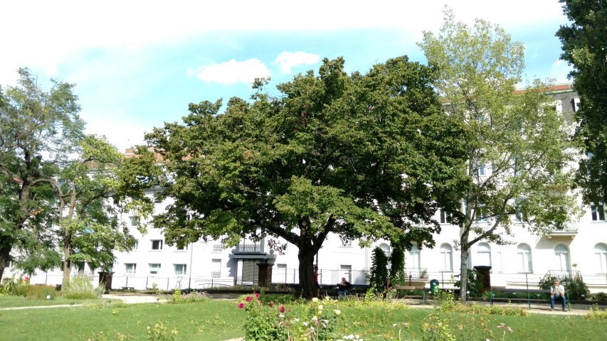 Ostrya carpinifolia plantplacesimage20170812_153353.jpg