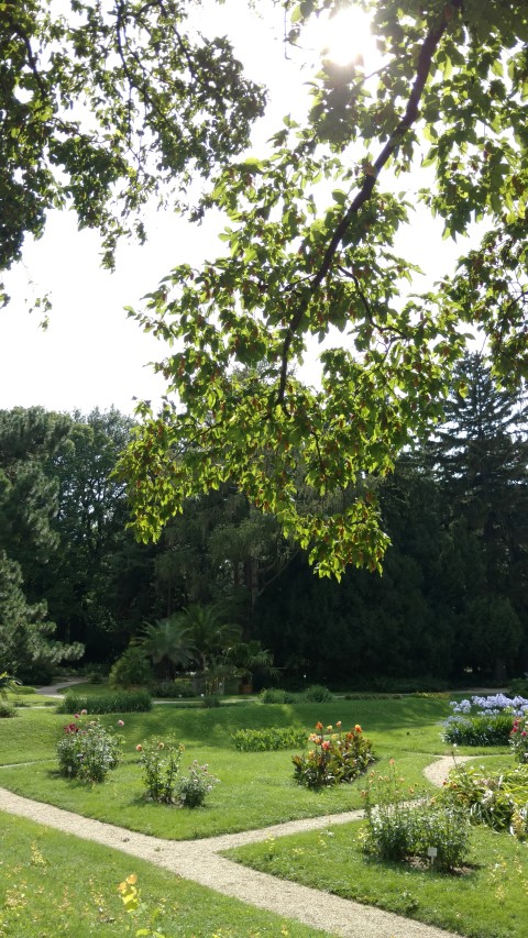 Ostrya carpinifolia plantplacesimage20170812_153505.jpg