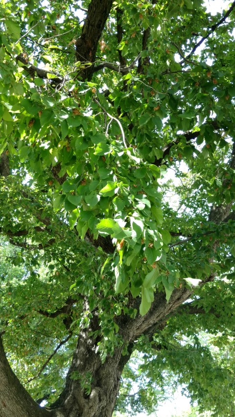 Ostrya carpinifolia plantplacesimage20170812_153601.jpg