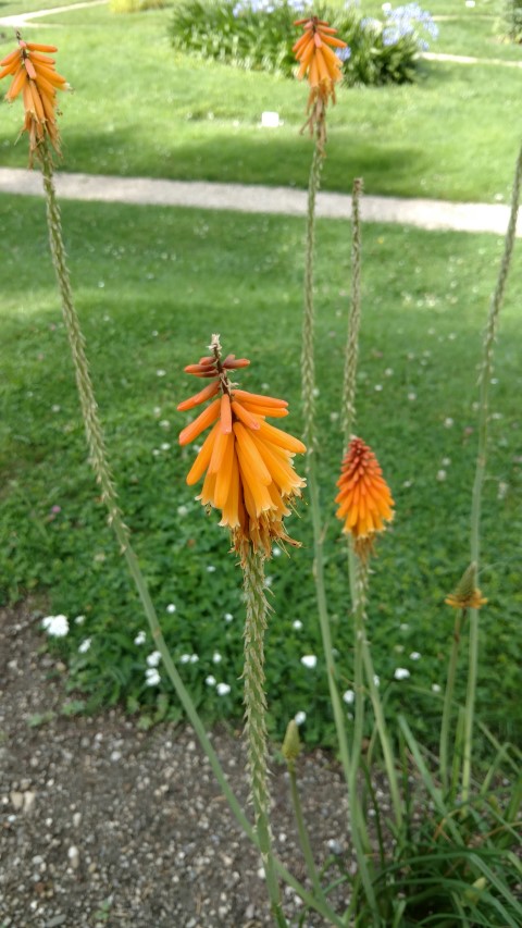 Kniphofia galipinii plantplacesimage20170812_153814.jpg