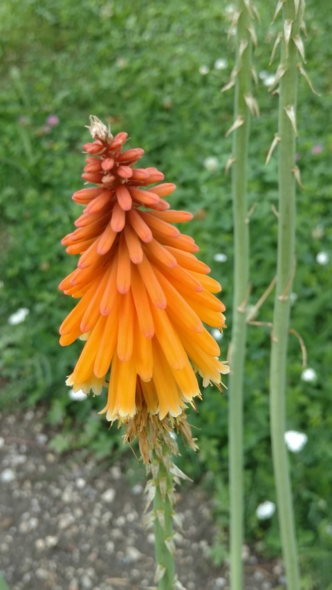 Kniphofia galipinii plantplacesimage20170812_153825.jpg