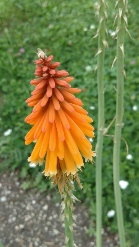 Kniphofia galipinii plantplacesimage20170812_153825.jpg