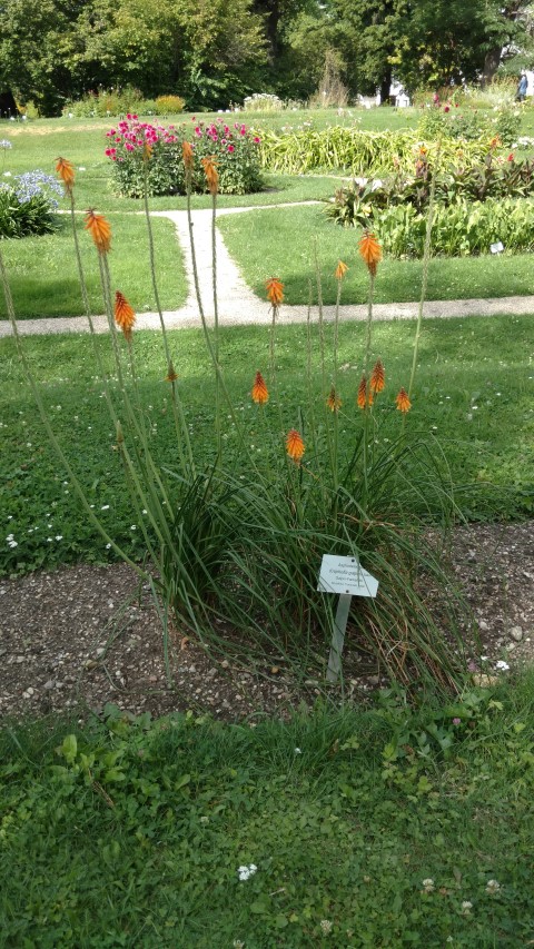 Kniphofia galipinii plantplacesimage20170812_153836.jpg