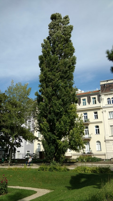 Populus nigra plantplacesimage20170812_153934.jpg